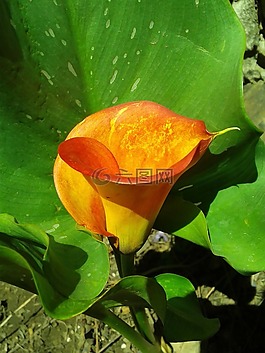 callalily,橙色,自然