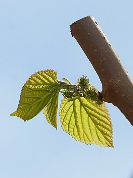 葉,疫情,桑