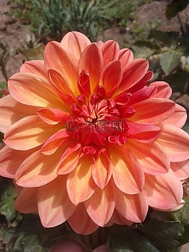 大麗花,橙色,花