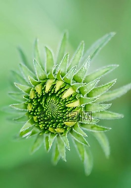 花,naturel花,綠色