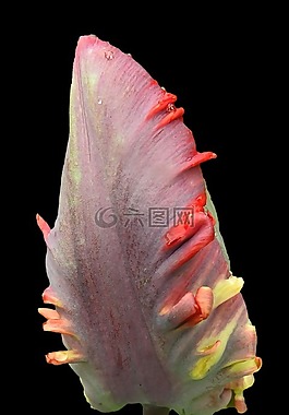 郁金香,開花,春天