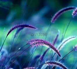 自然,印度