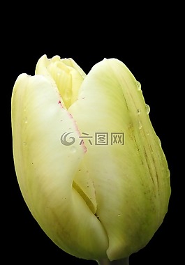 郁金香,開(kāi)花,春天