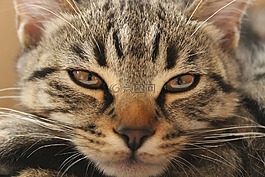 猫,宿醉,无聊