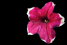 矮牽牛,nachtschattengew?chs,花園矮牽牛