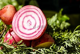 红菜头,芜菁,丰富多彩