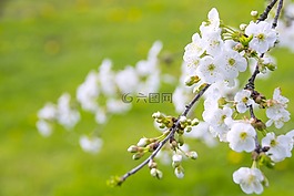 奇妙的櫻花,櫻桃,天堂