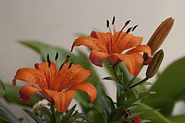 莉莉,花卉,橙色