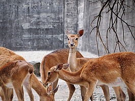 動物園,蘇黎世,動物