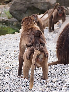 動物園,蘇黎世,動物