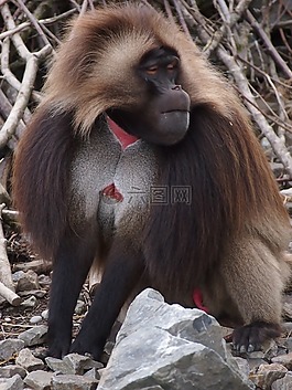 動物園,蘇黎世,動物