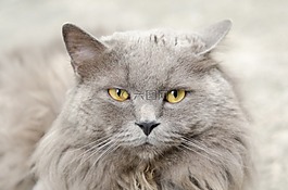 猫,灰色,动物