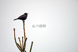 梅洛紅酒,鳥,揮發性