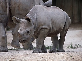 動物園,蘇黎世,動物