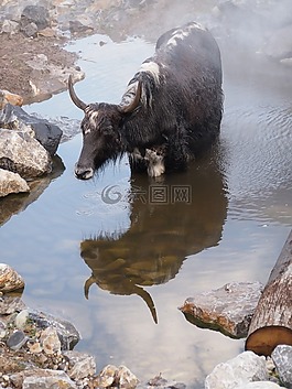 動物園,蘇黎世,動物