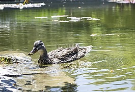 鴨,鳥,鳧