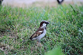 鳥,性質(zhì)