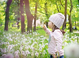 蒲公英,春,花