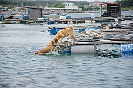 狗,爱,吻