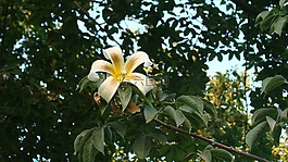 黃色的花,花卉,樹