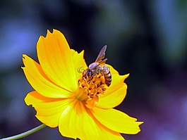 蜜蜂,黃色,花