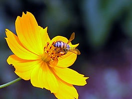 蜜蜂,黃色,花