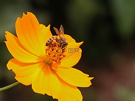 花,蜜蜂,橙色
