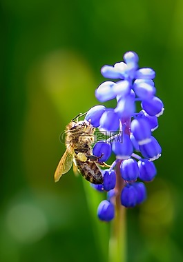 蜜蜂,昆蟲,開花