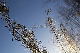 植物,日出,秋