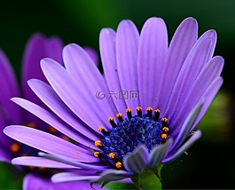花卉,黛西,春天