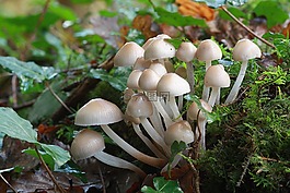 秋天,蘑菇,白人