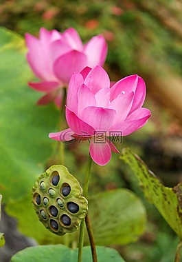 蓮花,蓮藕,荷花