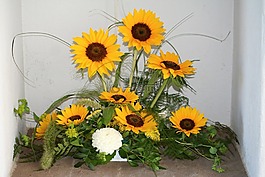 太陽(yáng)花,鮮花,夏季