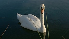 天鵝,池塘,白