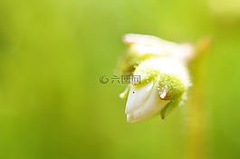 花,性質(zhì),植物