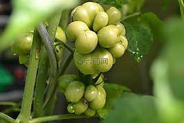 番茄,俄羅斯 reisetomate,蔬菜