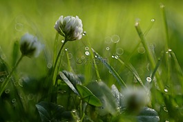 草,花,三葉草