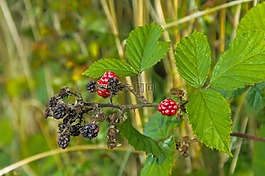 黑莓,漿果,葉子