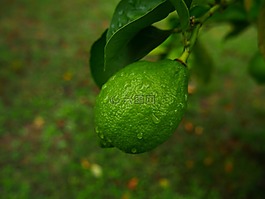 檸檬,綠色,分支機(jī)構(gòu)