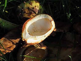 板栗,殼,水果