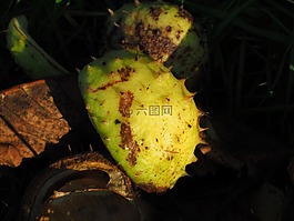 板栗,殼,水果