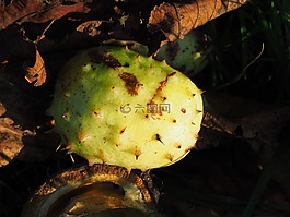 板栗,殼,水果