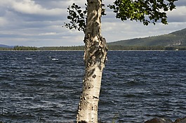 樺木,水,arjeplog