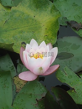 百合,水,粉紅色