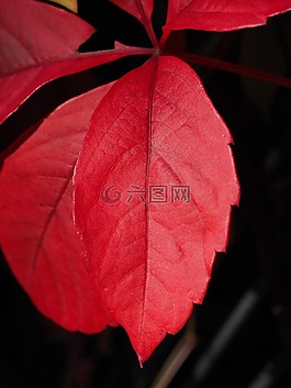 叶子,红色,普通 jungfernrebe