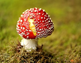蘑菇,飞木耳,花园