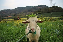 羊,風(fēng)景,動物