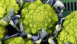 科爾,菜花,蔬菜