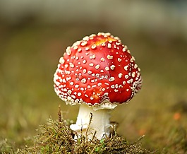 蘑菇,飞木耳,花园