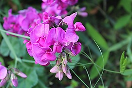 甜豌豆香味,观赏植物,花园